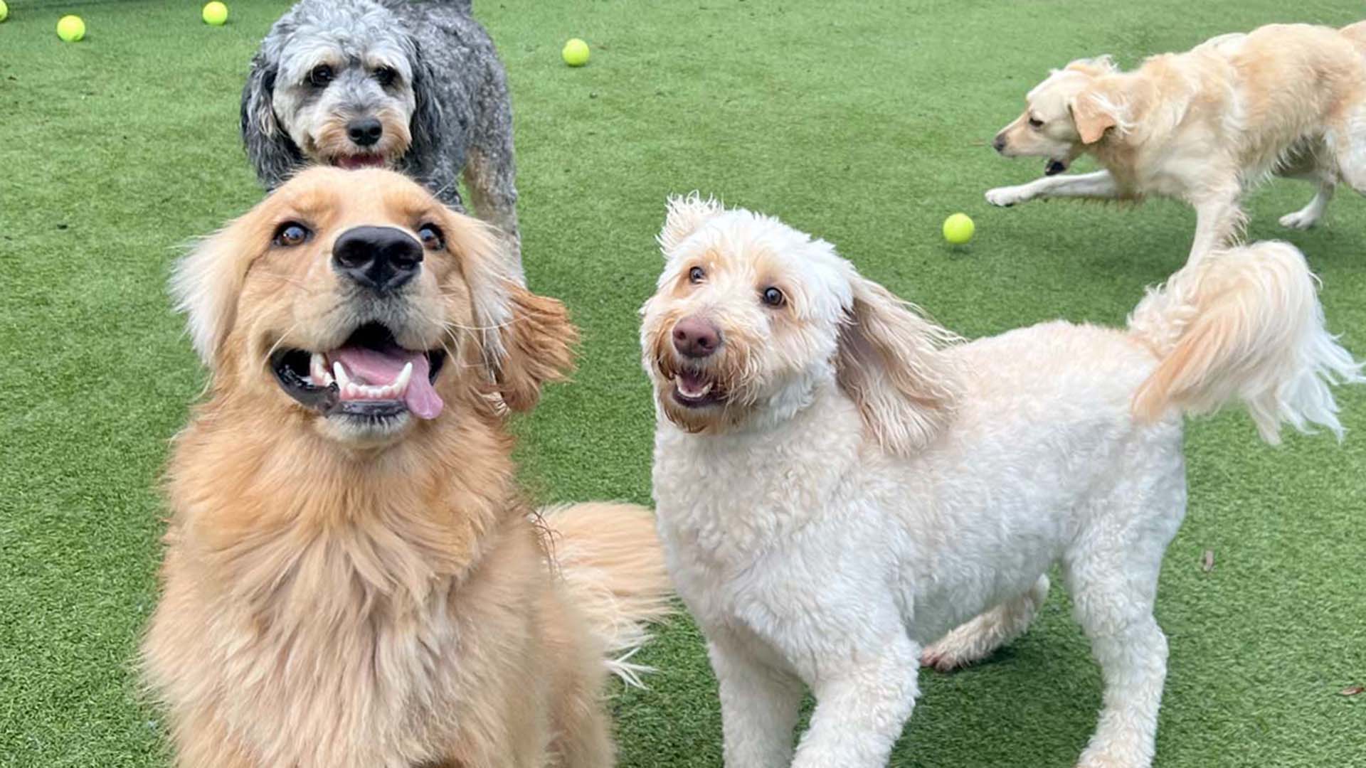 Club Pups on Hilton Head Island
