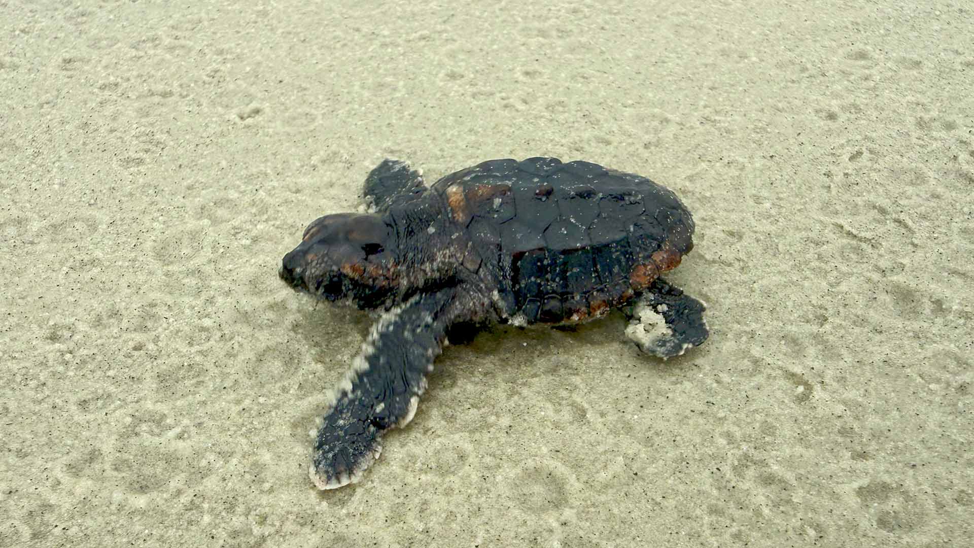 Sea Turtle hatchling
